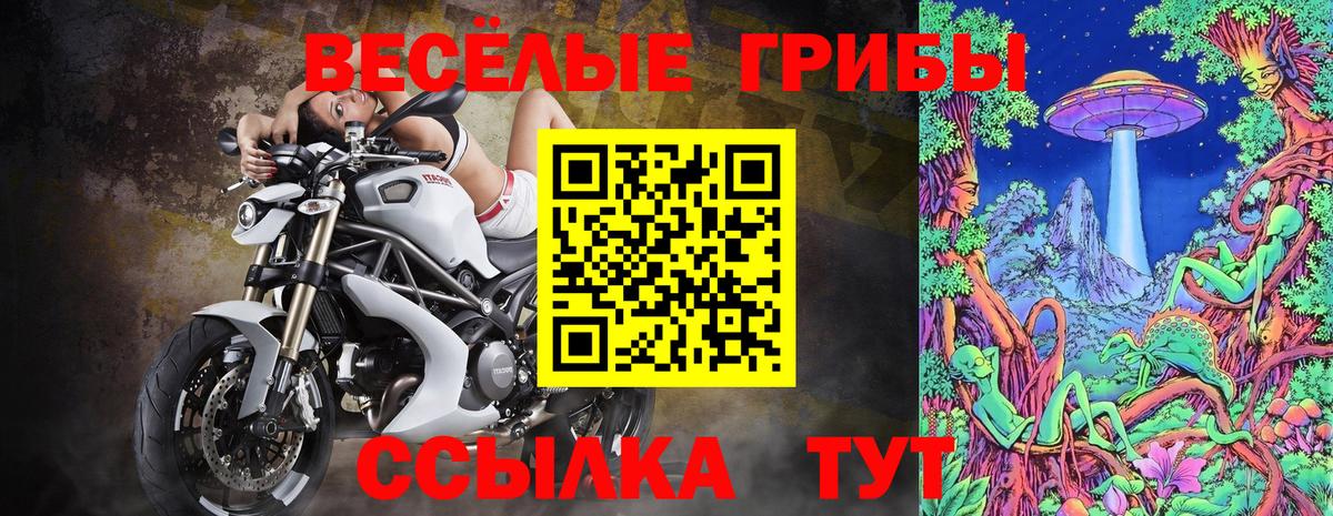 Псилоцибиновые грибы Psilocybe Шахты